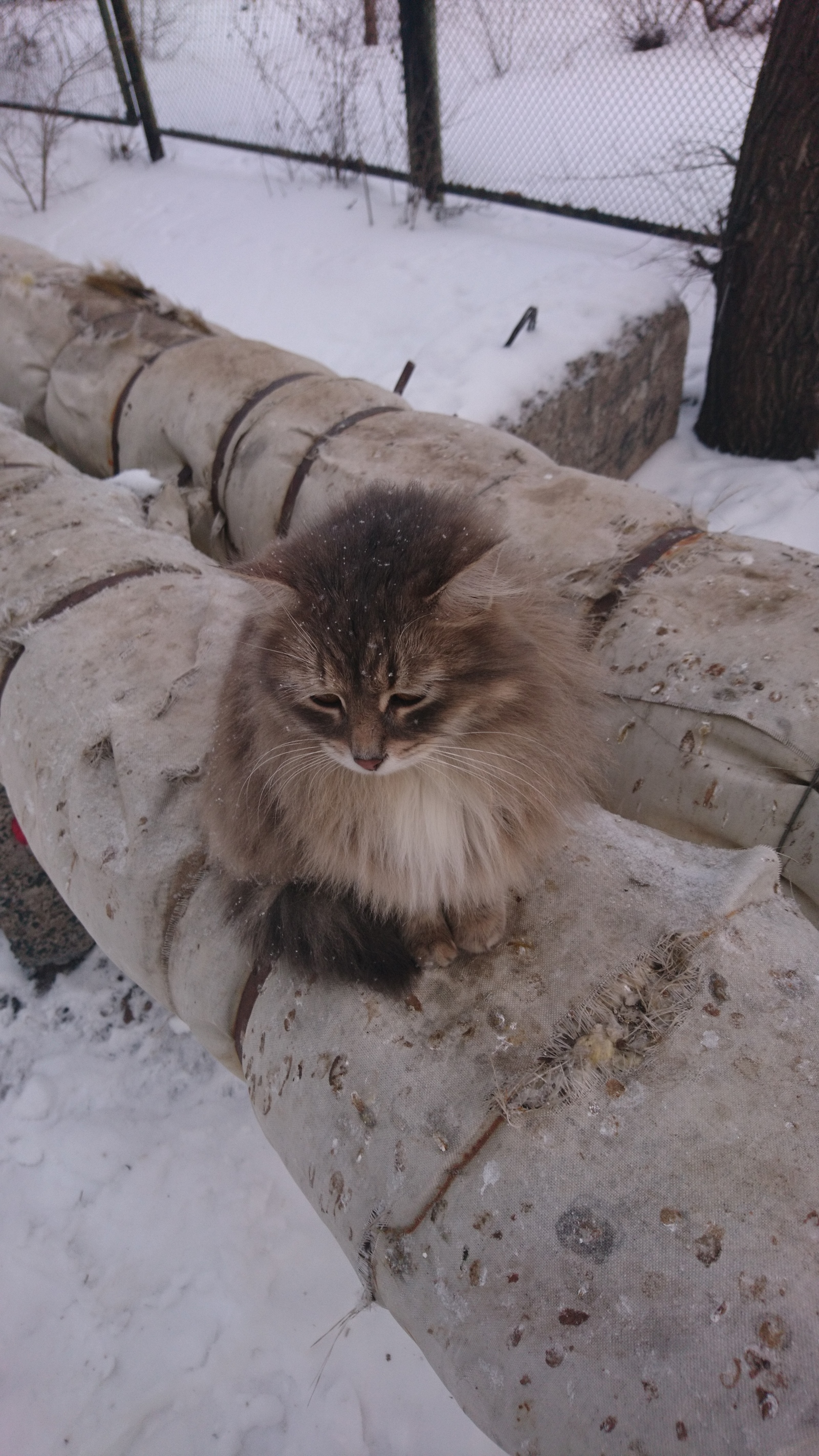 Зимний котик - Моё, Котик не мой, Кот, Кот пушистик, Приуныл, Холодно, Длиннопост