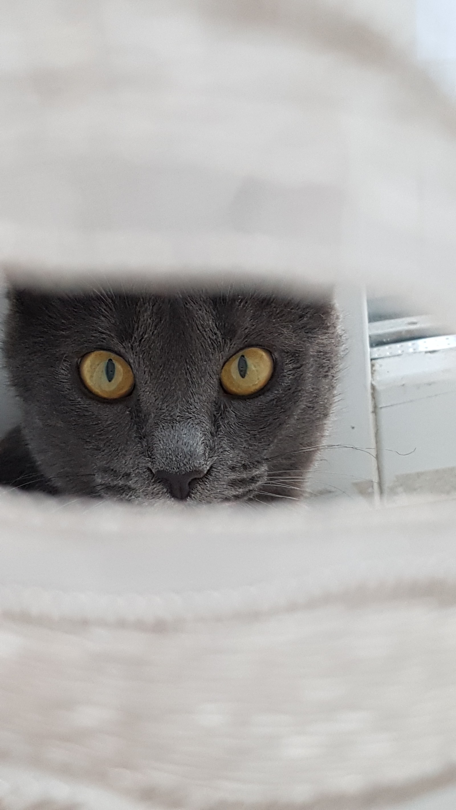 Kitty, through the curtain) - My, , Animals, , cat