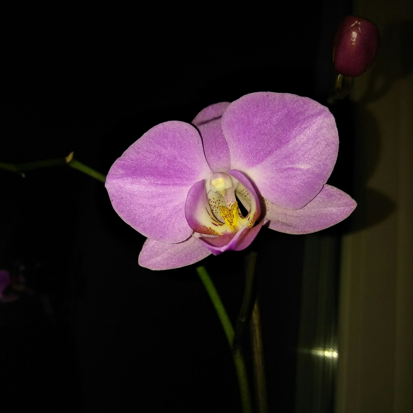 beautiful orchid - My, Phalaenopsis, Orchids