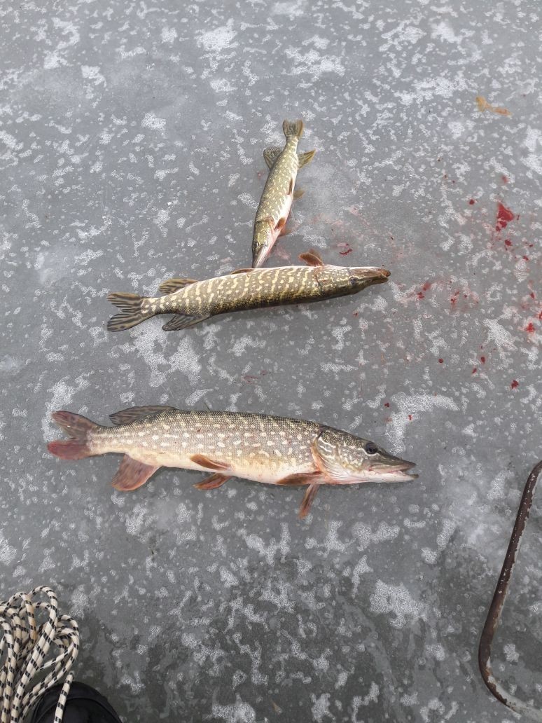 Krasnodar. - My, Pike, Winter fishing, Longpost