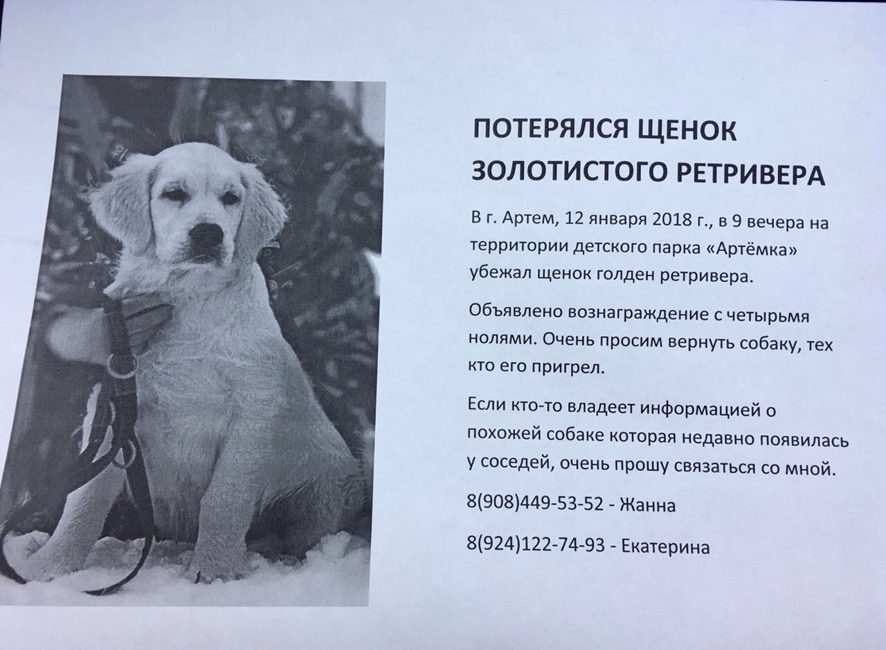 Missing dog Vladivostok - My, The dog is missing, Vladivostok, Dog