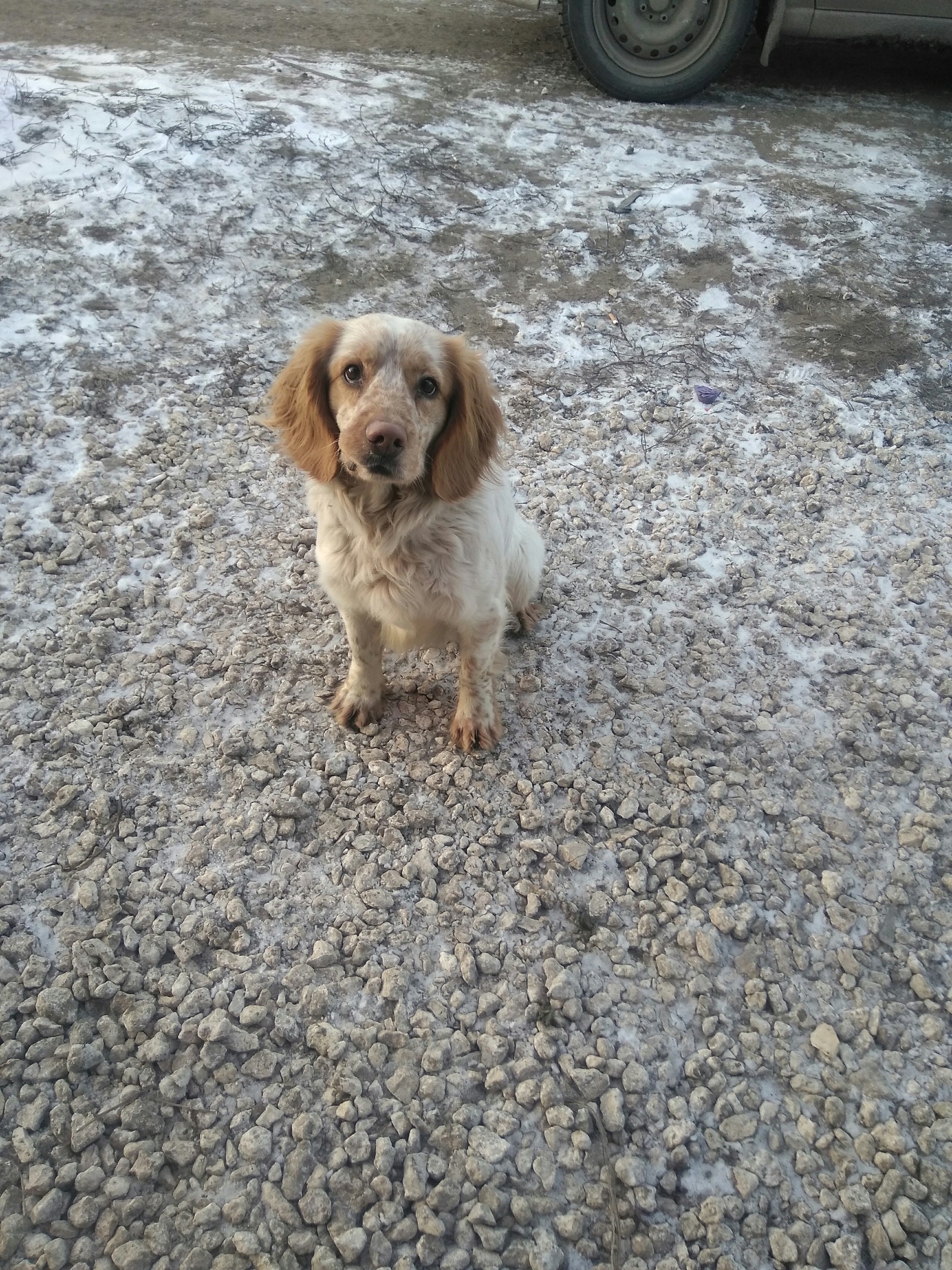 Found a dog in the New village of the Lipetsk region - My, Lipetsk, Dog, Found a dog, In good hands, Longpost