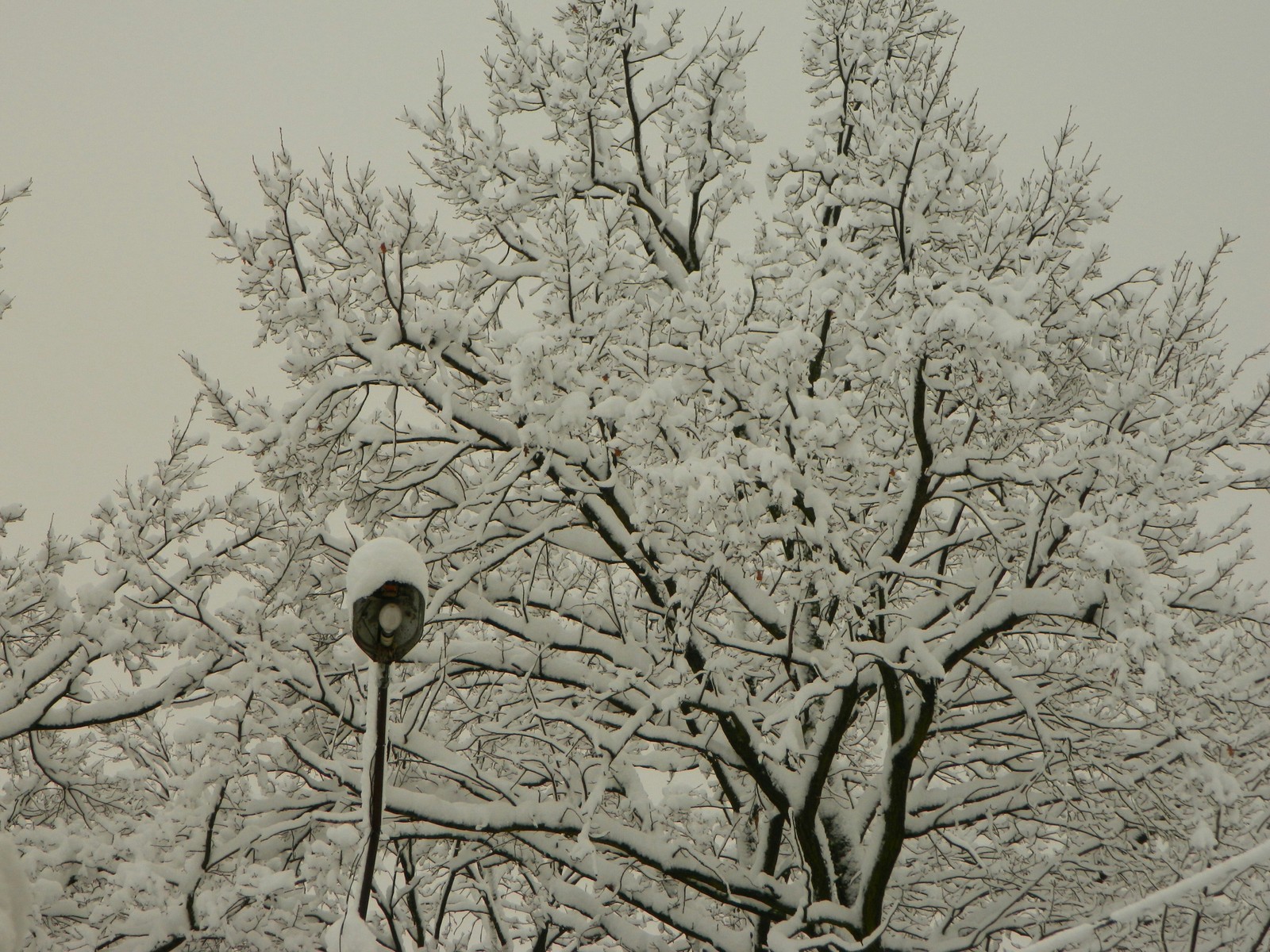 Winter came suddenly. - My, Winter, Snow, Storm, Swept over, Longpost