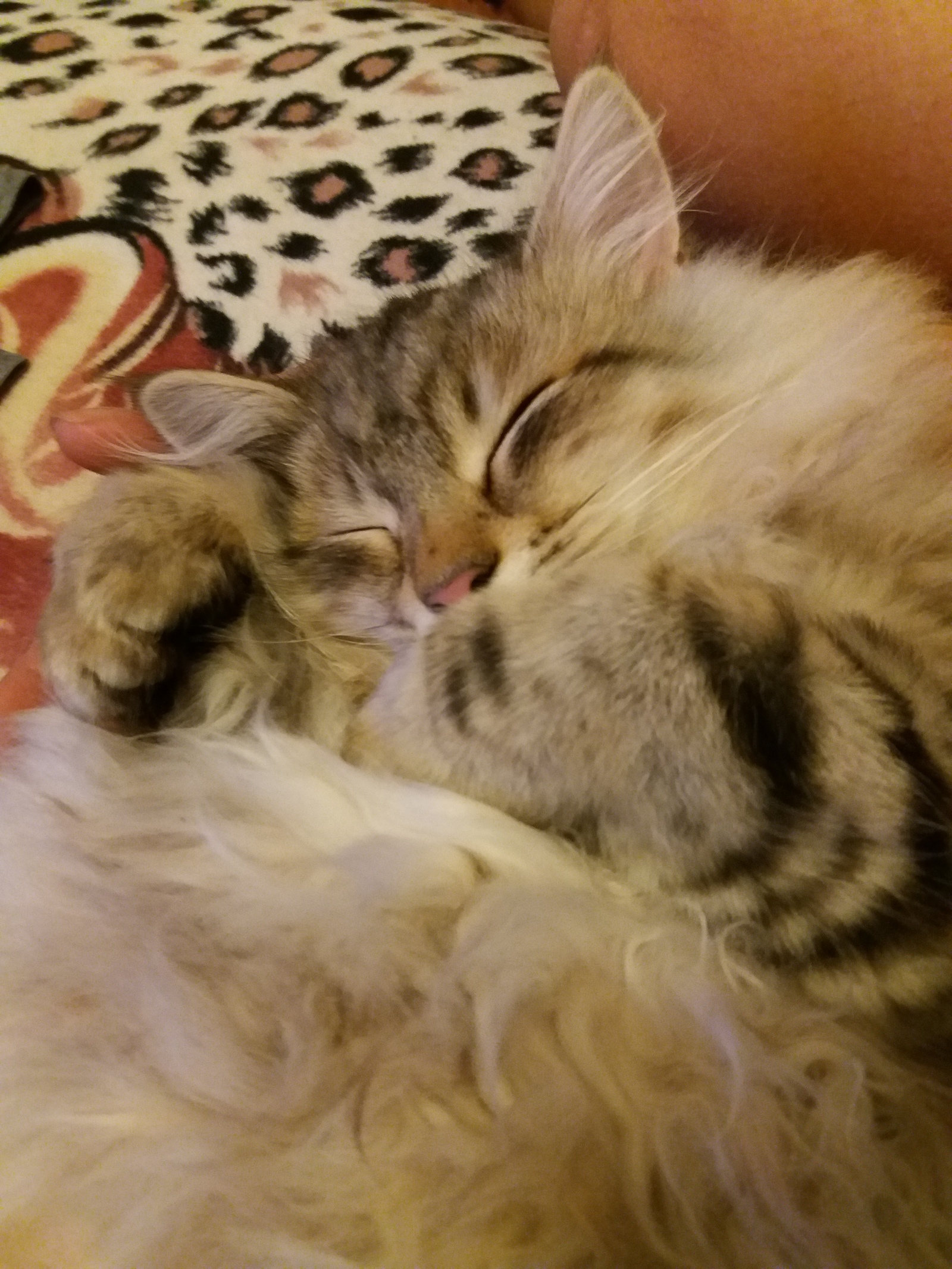 Sweet Dreams - My, cat, , Siberian cat