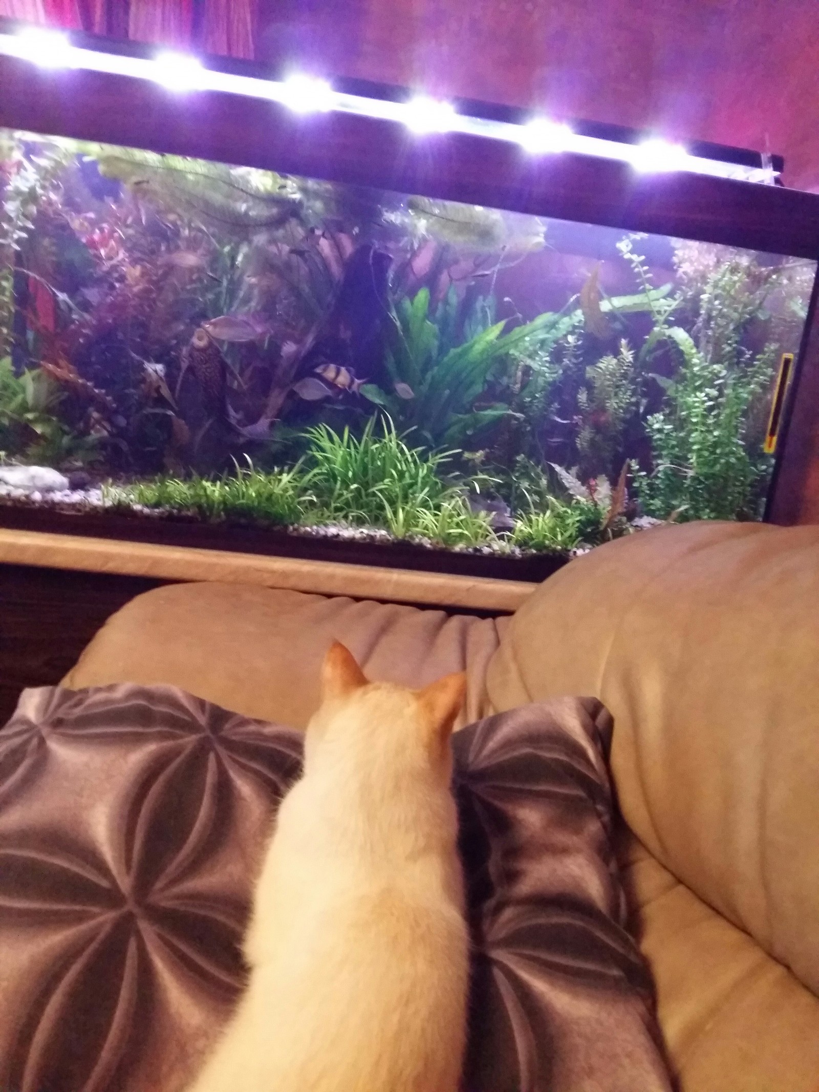 Observation post - cat, Aquarium, Longpost