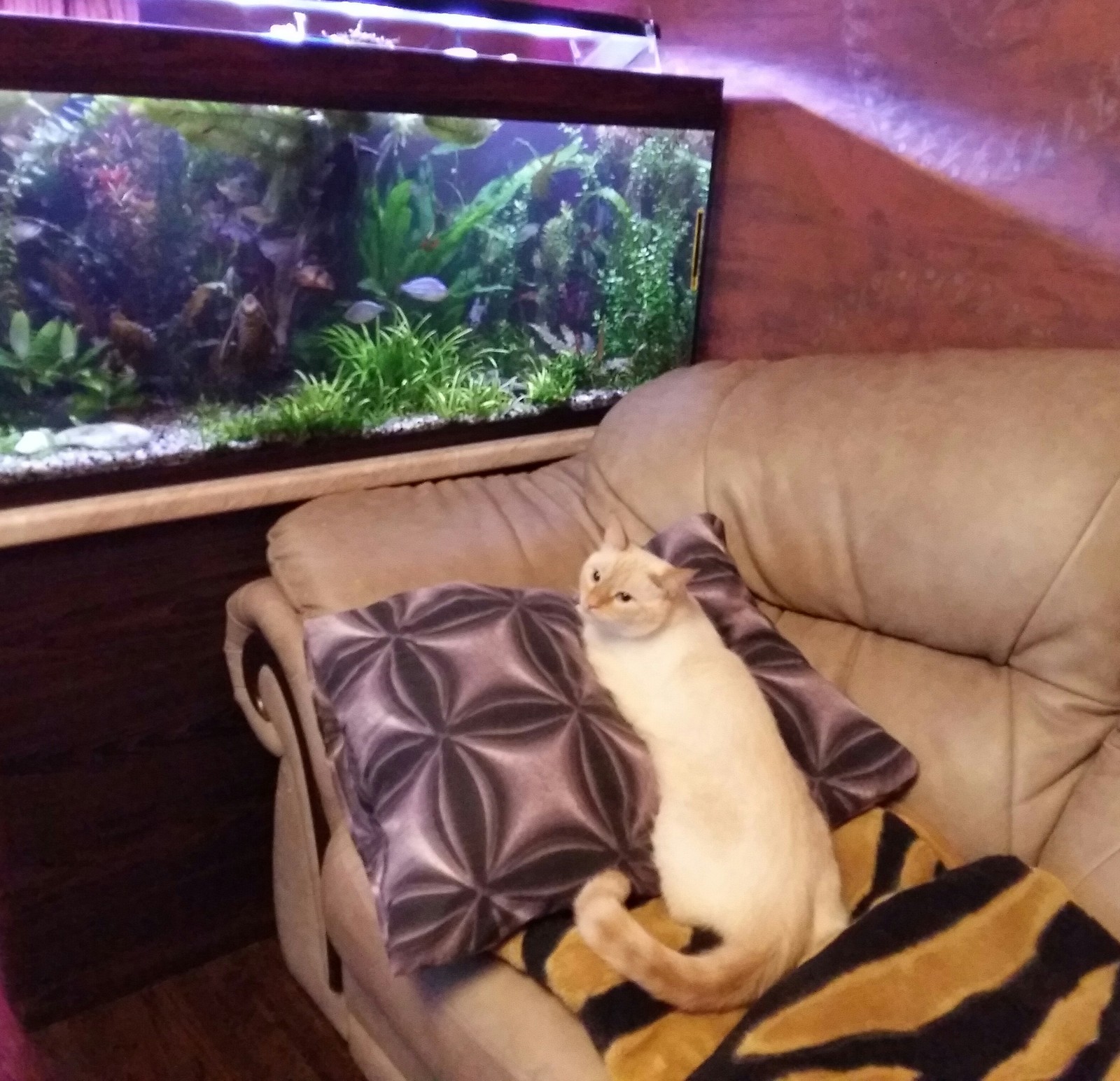 Observation post - cat, Aquarium, Longpost