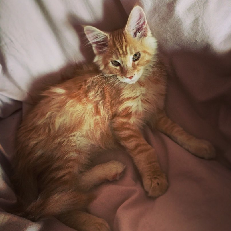 My redhead - My, Maine Coon, cat, Catomafia, Domestic lynx, Pet, Pets, , Longpost