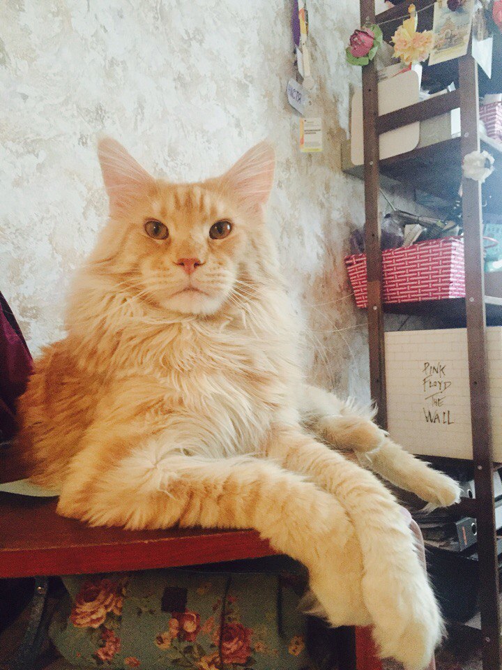 My redhead - My, Maine Coon, cat, Catomafia, Domestic lynx, Pet, Pets, , Longpost