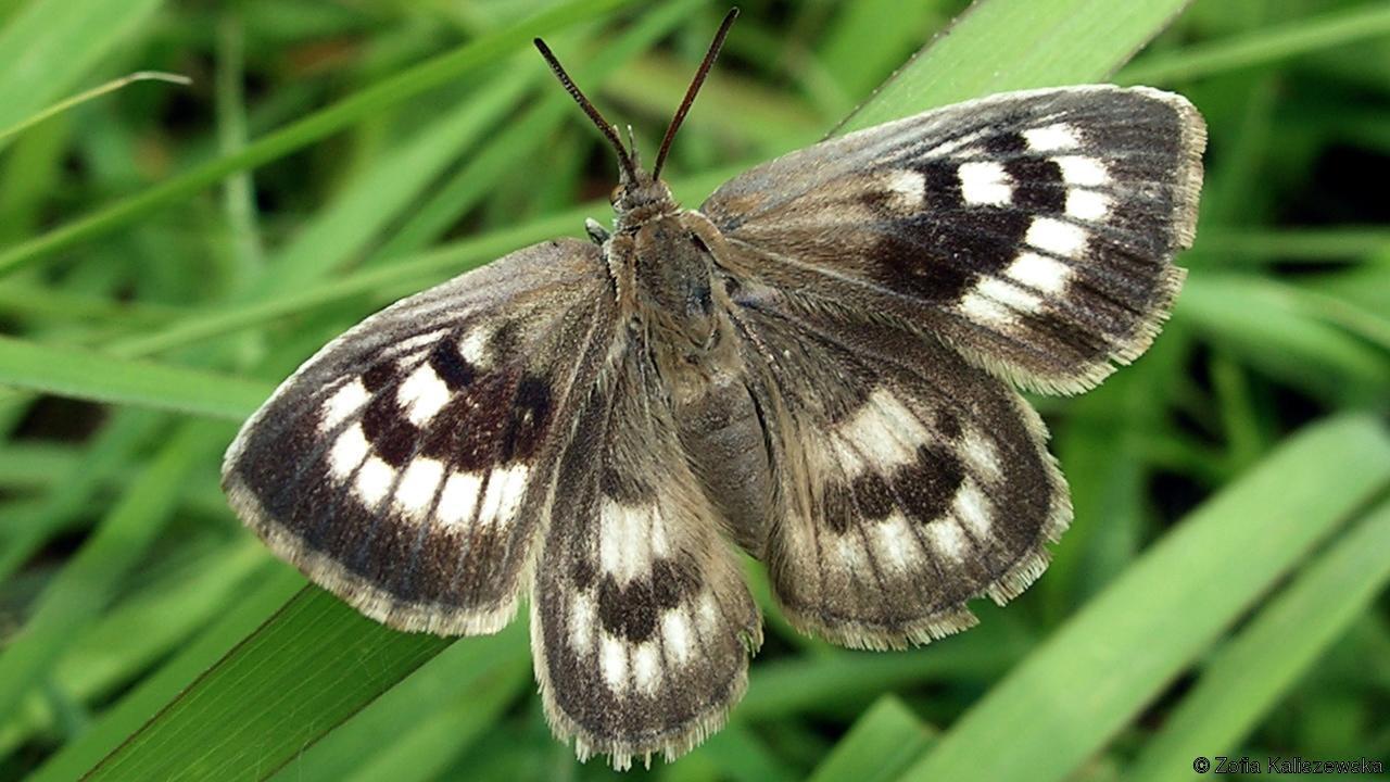 The dark side of butterflies - Butterfly, Longpost, Nature