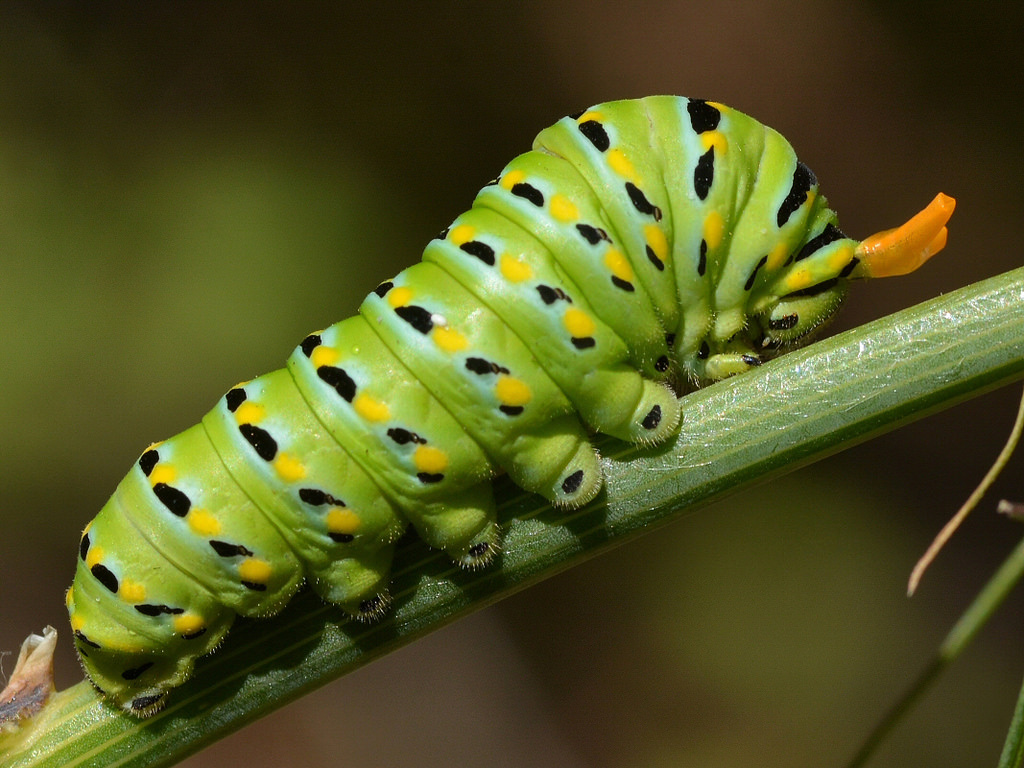 The dark side of butterflies - Butterfly, Longpost, Nature