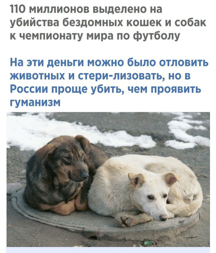 But... - Dog, cat, Football, Soccer World Cup, Murder, Sterilization