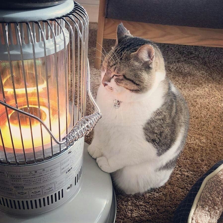 It's just that the cat is cold this winter - cat, Heater