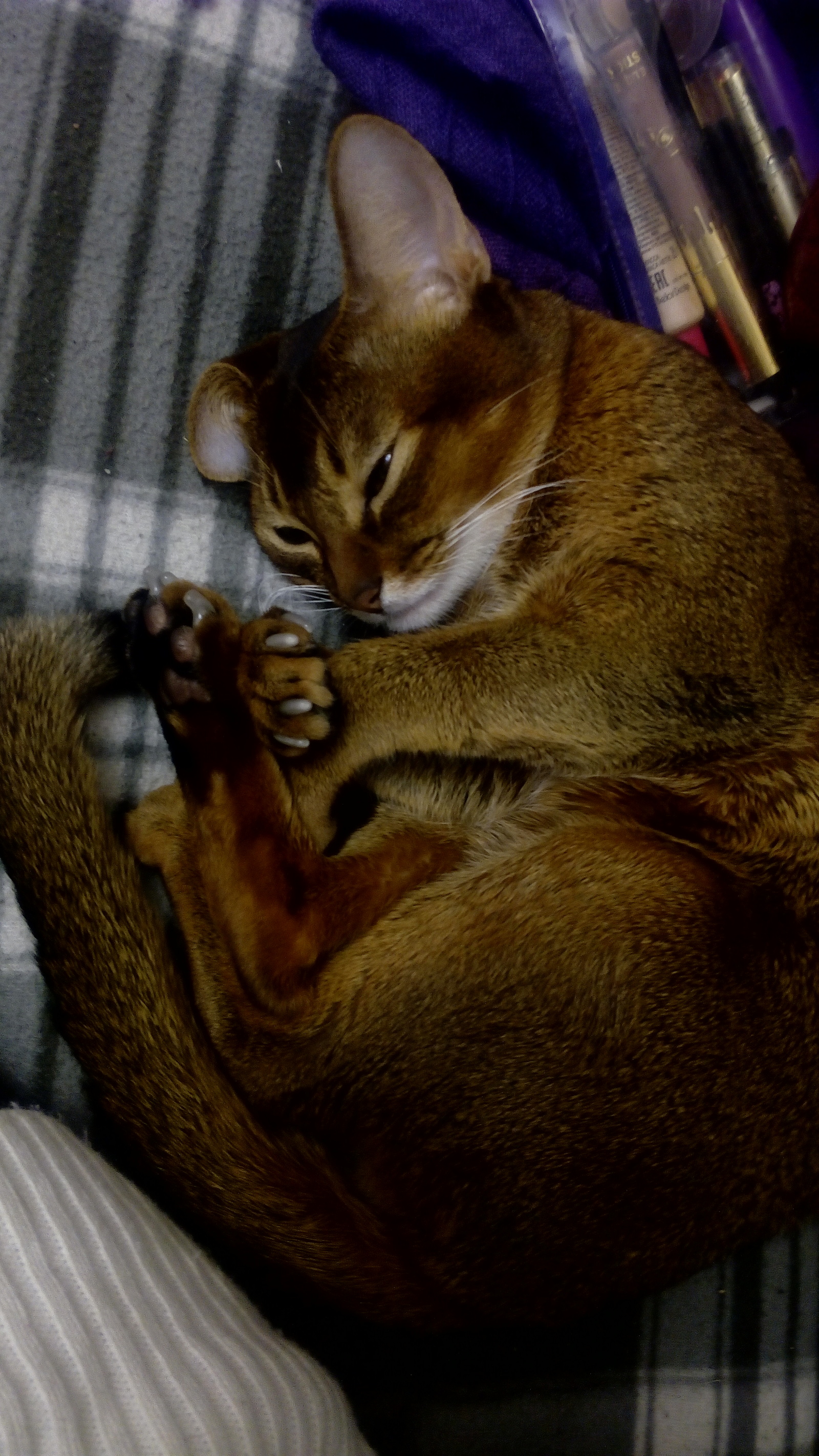 Get a cat... They said... It'll be fun... They said... - My, My, cat, The photo, Abyssinian cat, Humor, Longpost