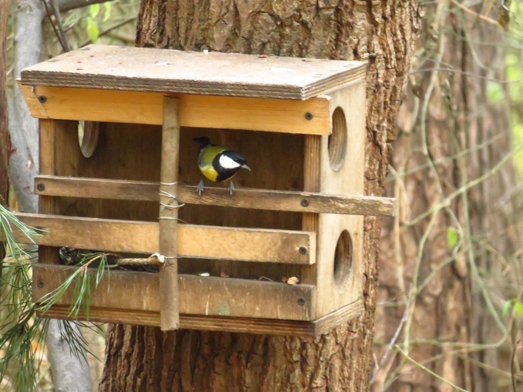 Nuthatch and chickadees. - My, Birds, Lucky shot, My, , Longpost, Lucky moment