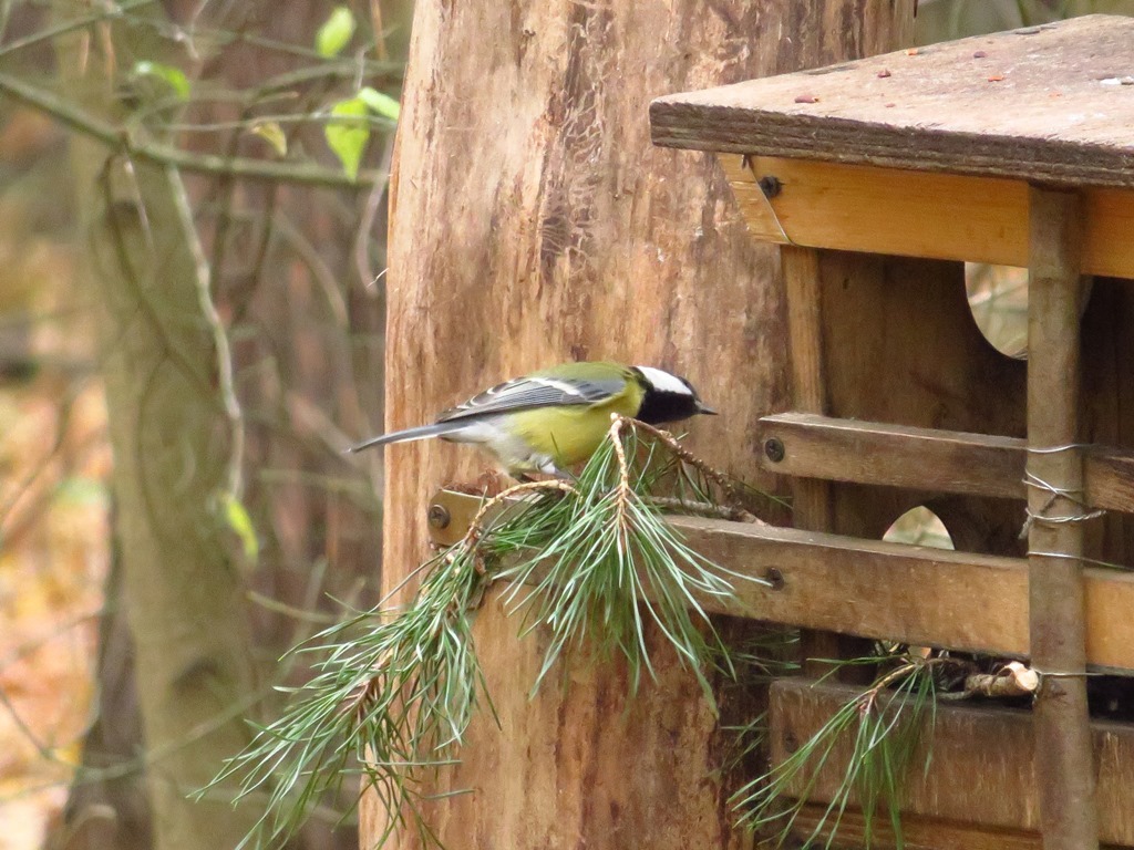 Nuthatch and chickadees. - My, Birds, Lucky shot, My, , Longpost, Lucky moment