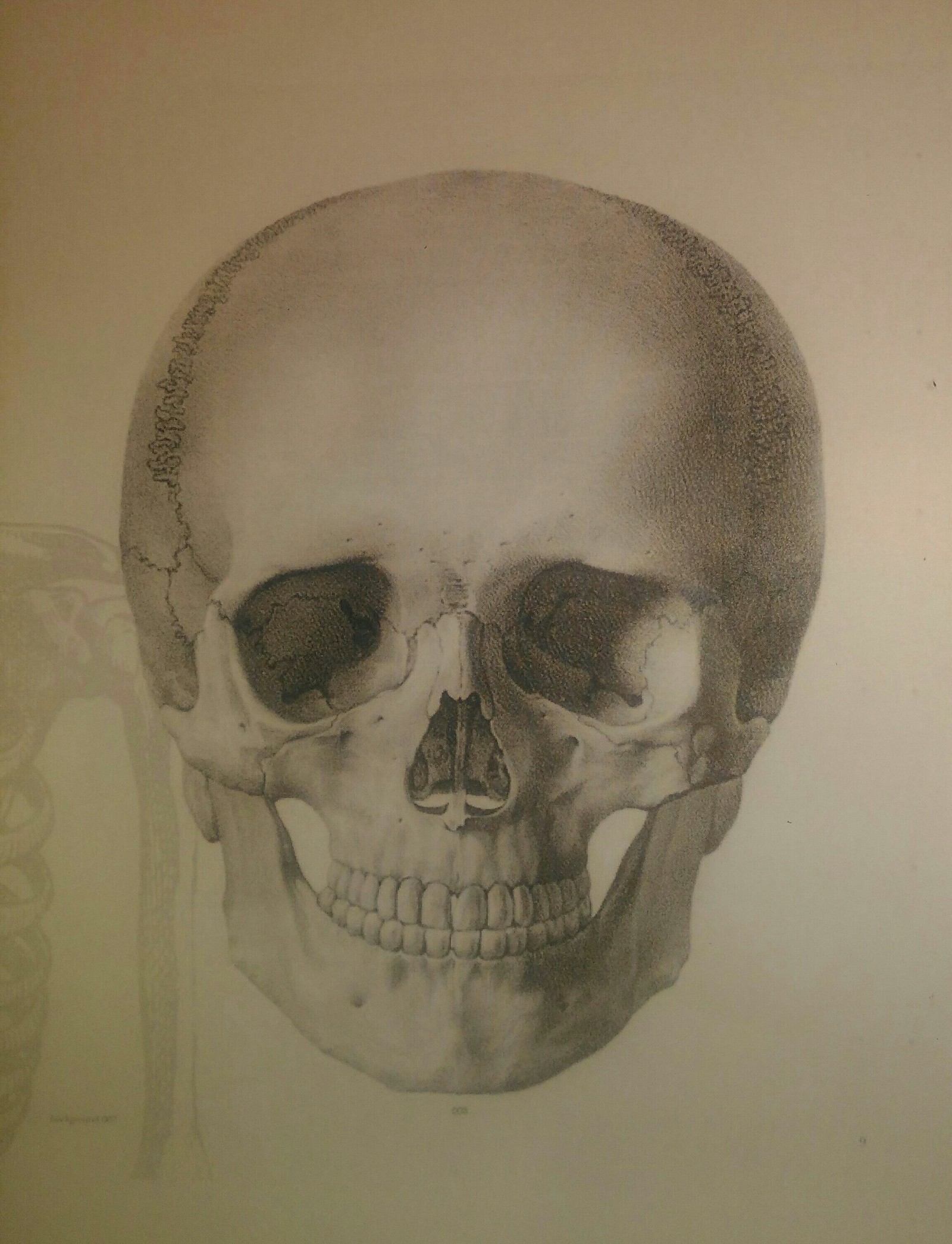 I ask anthropologists to evaluate - My, Anthropology, Scull, Reconstruction, Face, Recovery, Forensics, Longpost