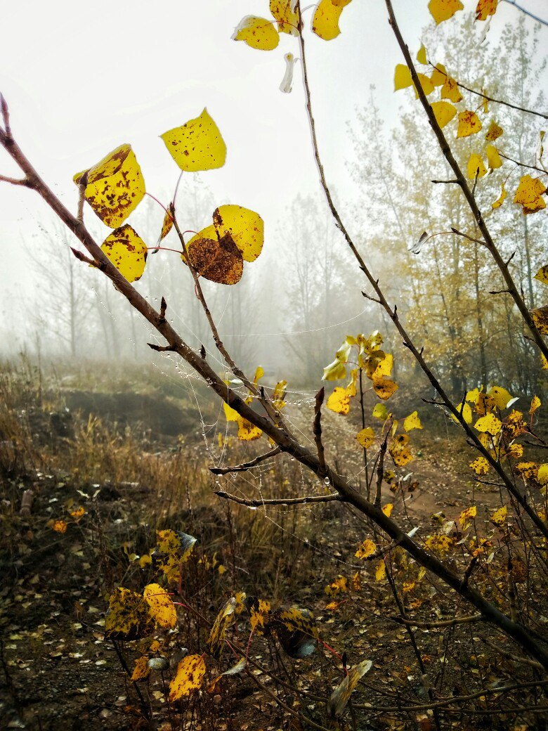 One morning - My, The photo, Fog, Landscape, Longpost