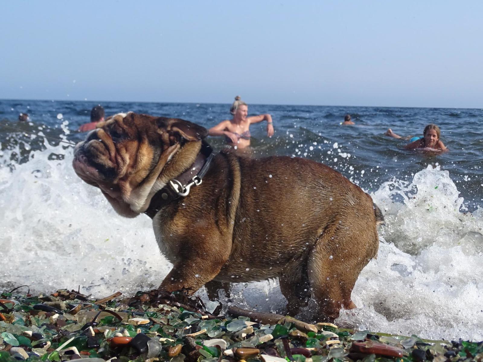 Bathing is served, sir! - My, Dog, English bulldog, Primorsky Krai, Glass Bay, Beach, Sea, Longpost