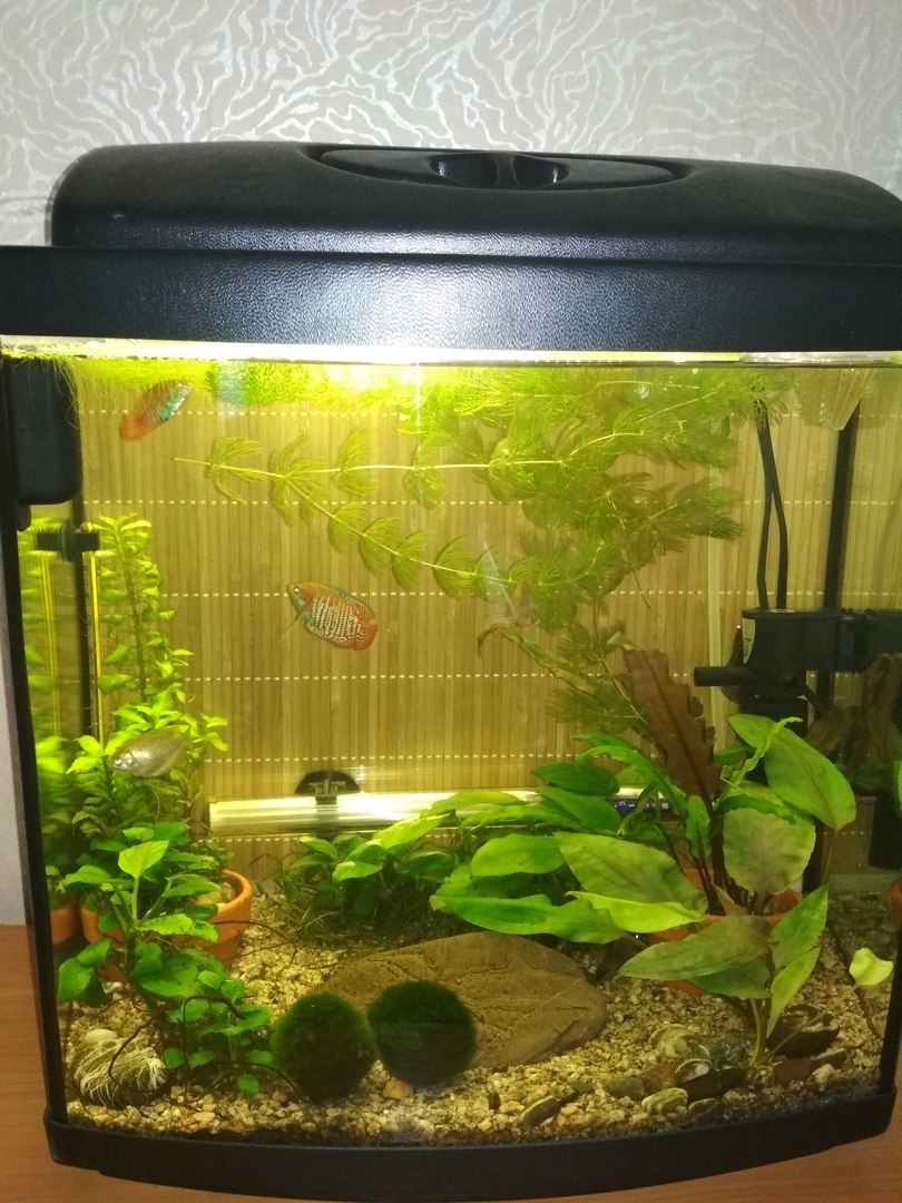 First experience. 40 l - My, Aquarium, First experience, Lyalius, Boasting, Longpost, , 