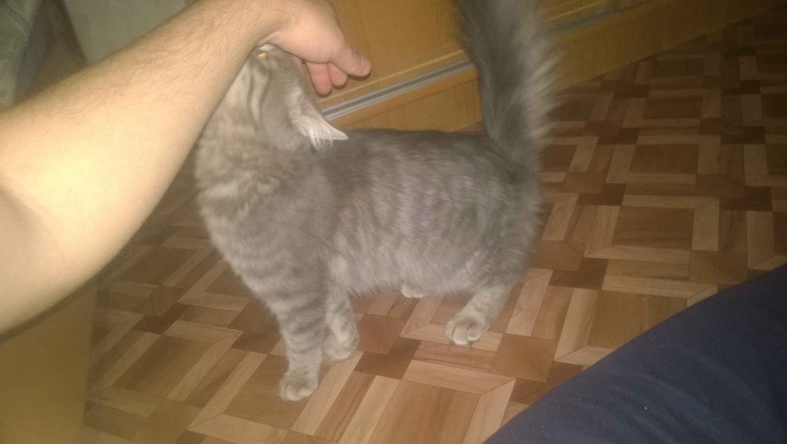 Help identify the cat breed - My, cat, Breed, Receiving