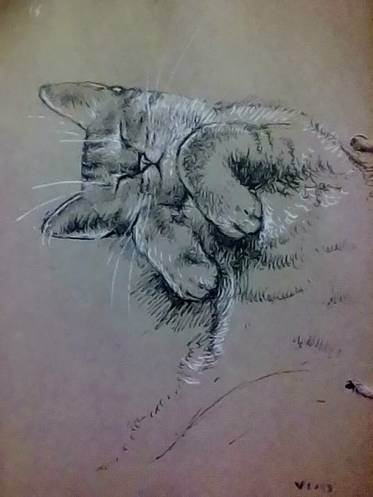 Sketch - My, Sketch, cat, Drawing