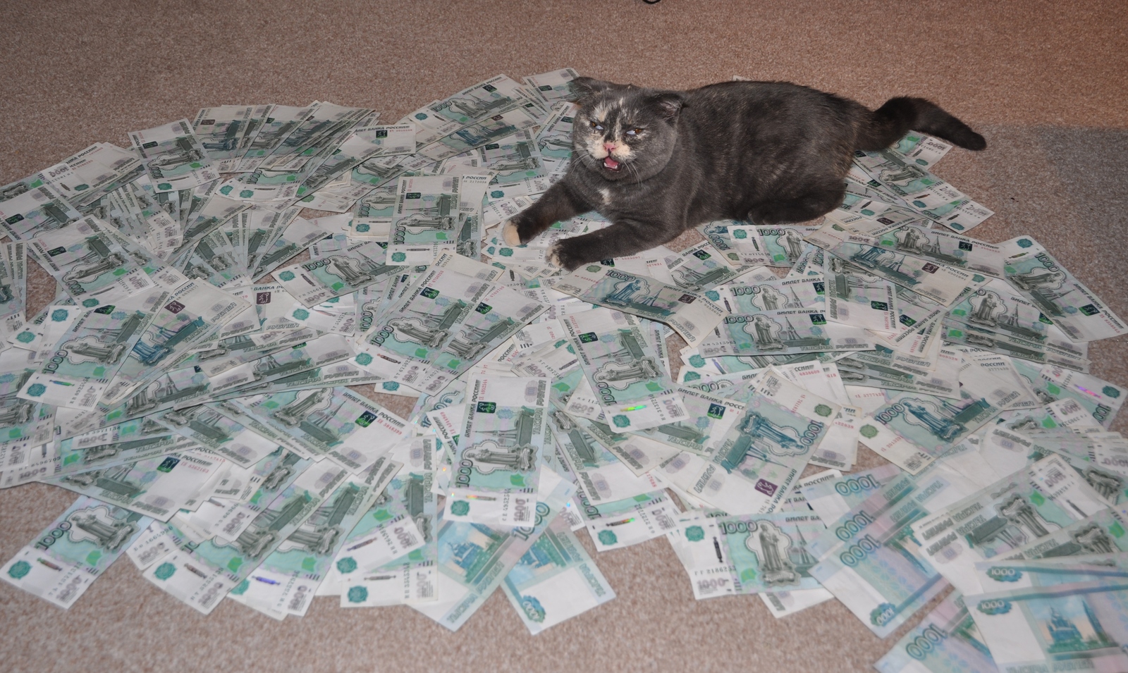Кот лежит на деньгах