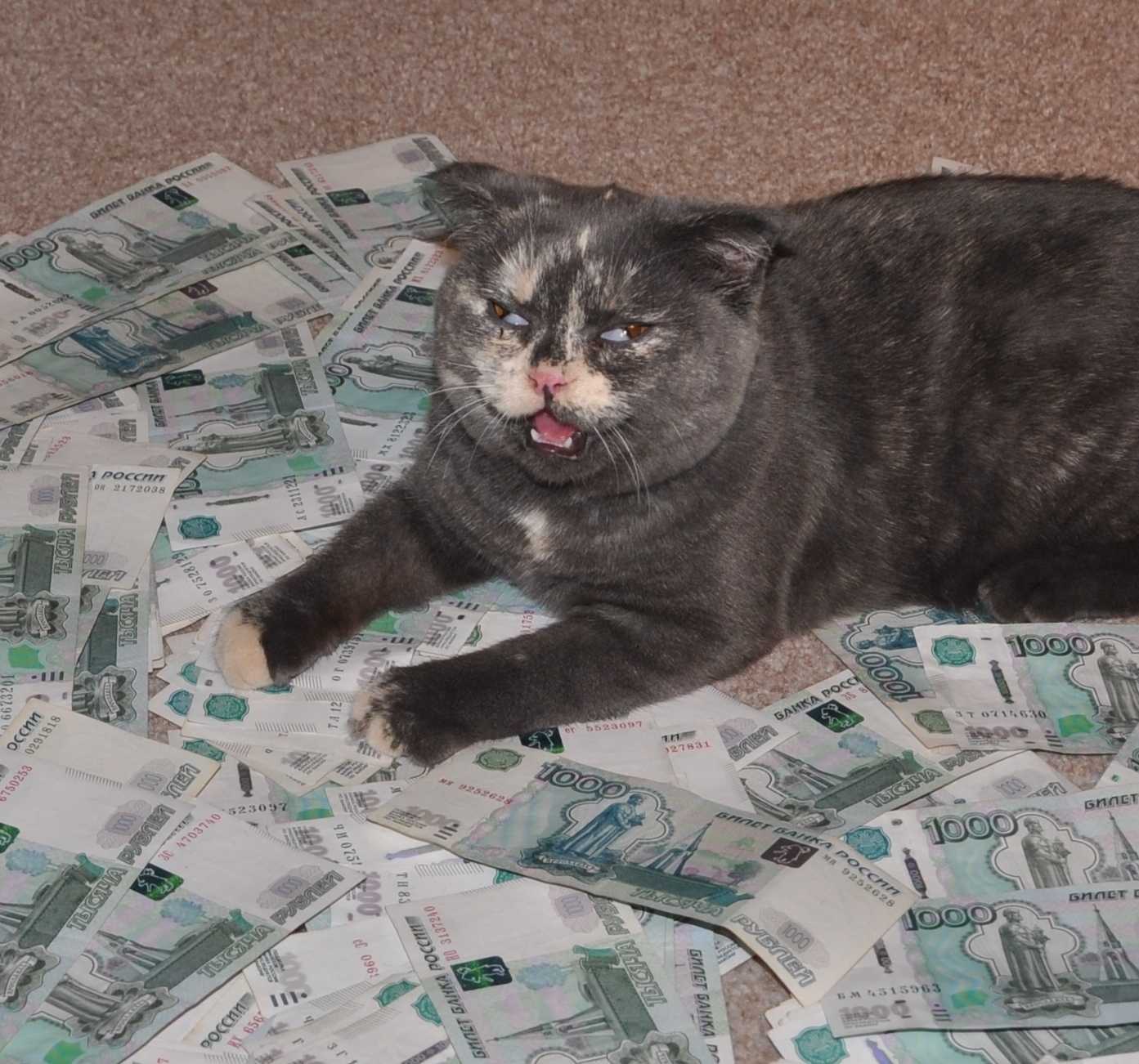 Money can not buy happiness?! - My, Catomafia, Money, Madness, Old photo, cat