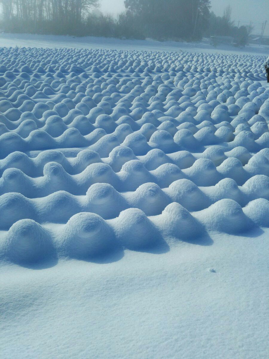 It snowed on the cabbage field - Cabbage, Snow