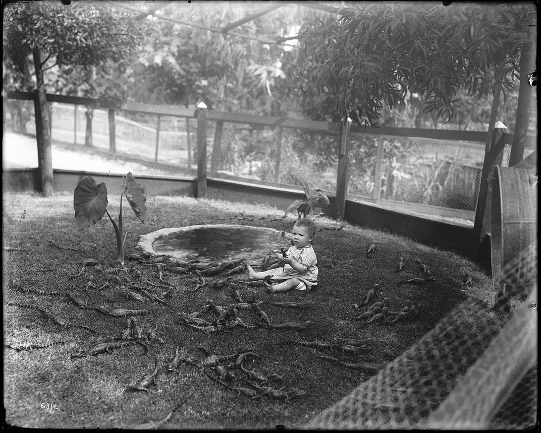 1920 California alligator farm - Alligator, Children, Farm, Longpost