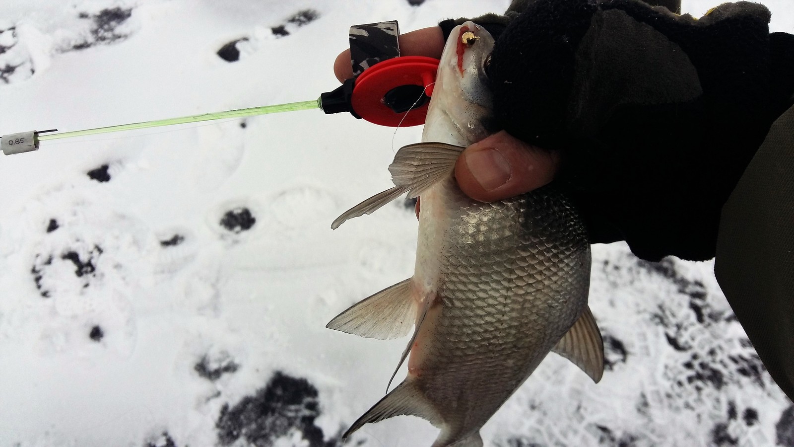 Fishing at the Karpovsky Reservoir - My, Fishing, Volgograd region