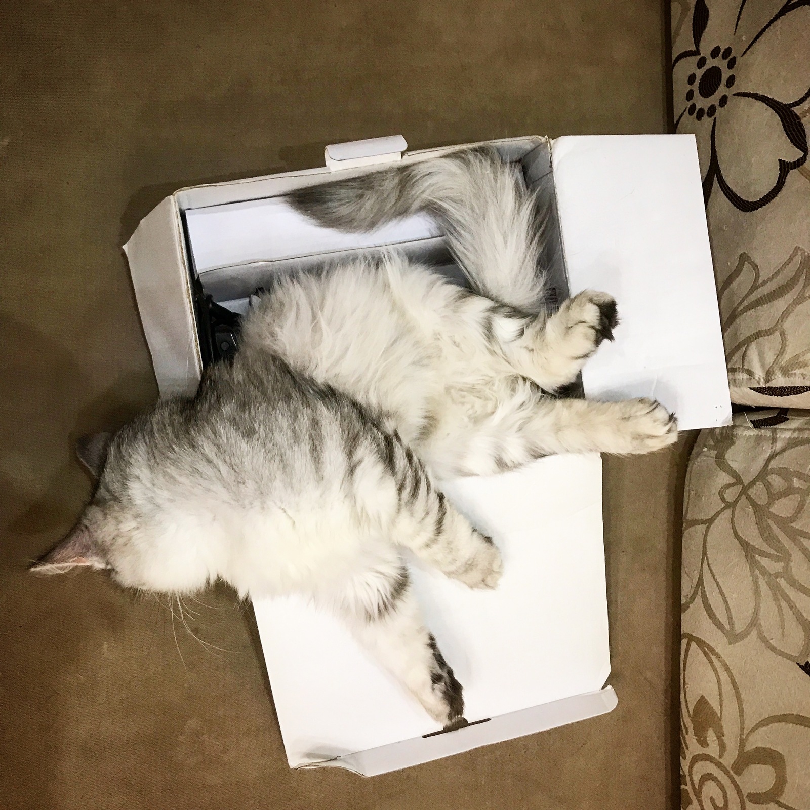 Cat and box. - My, cat, , Catomafia, Longpost