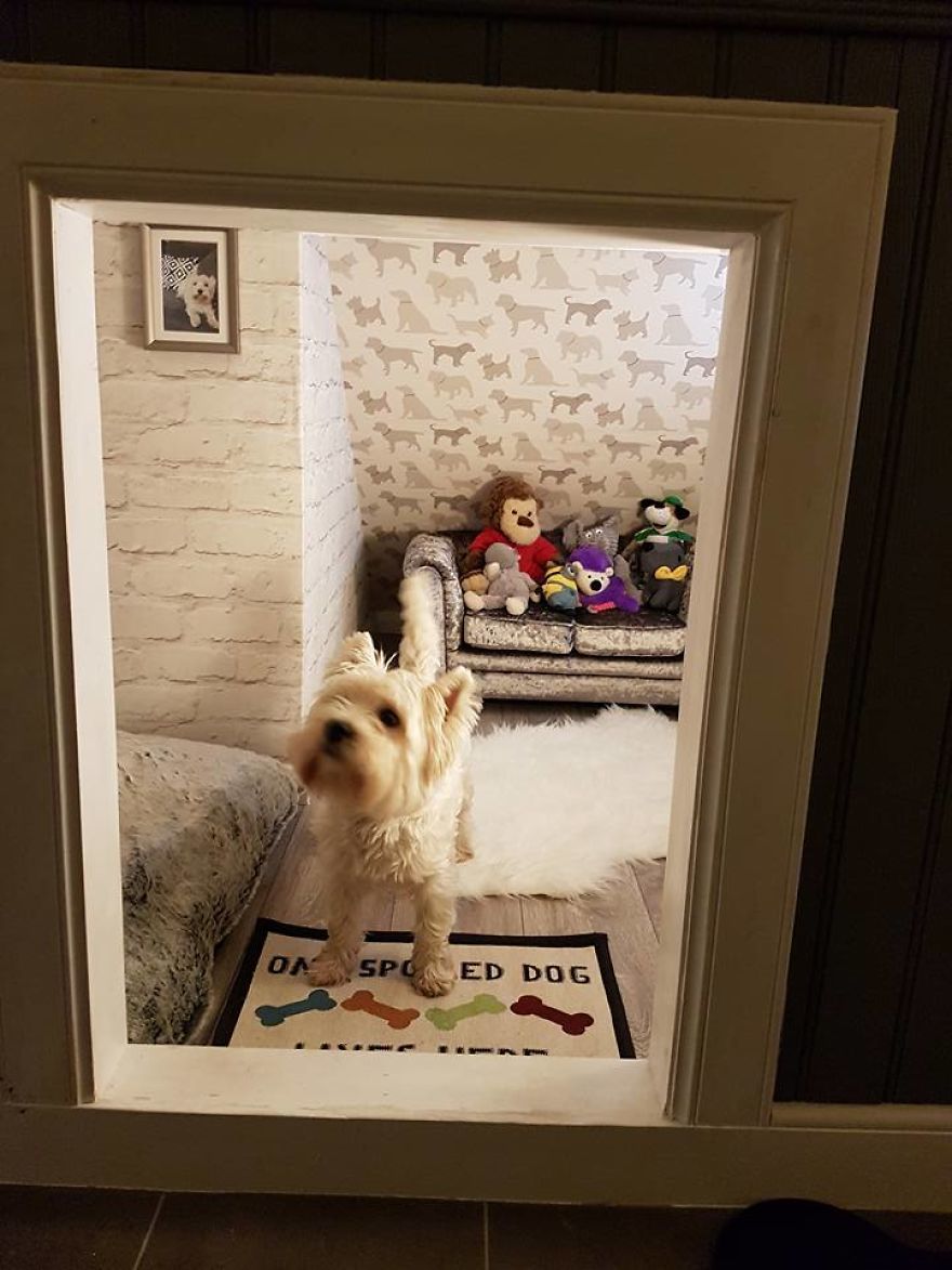 Do-it-yourself room for Molly the dog. - With your own hands, In good hands, Longpost, 