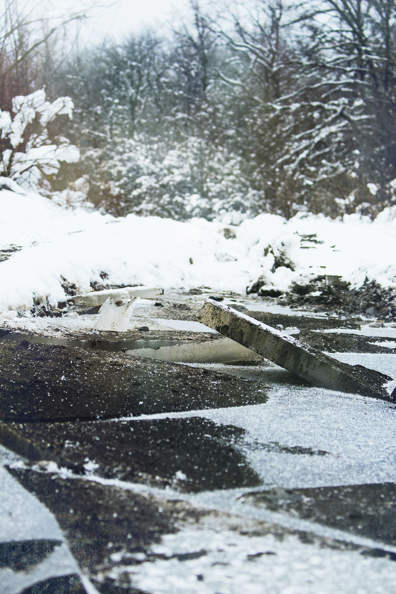 Winter - My, Winter, Dog, Birds, Icicles, Canon, Beginning photographer, Longpost, The photo