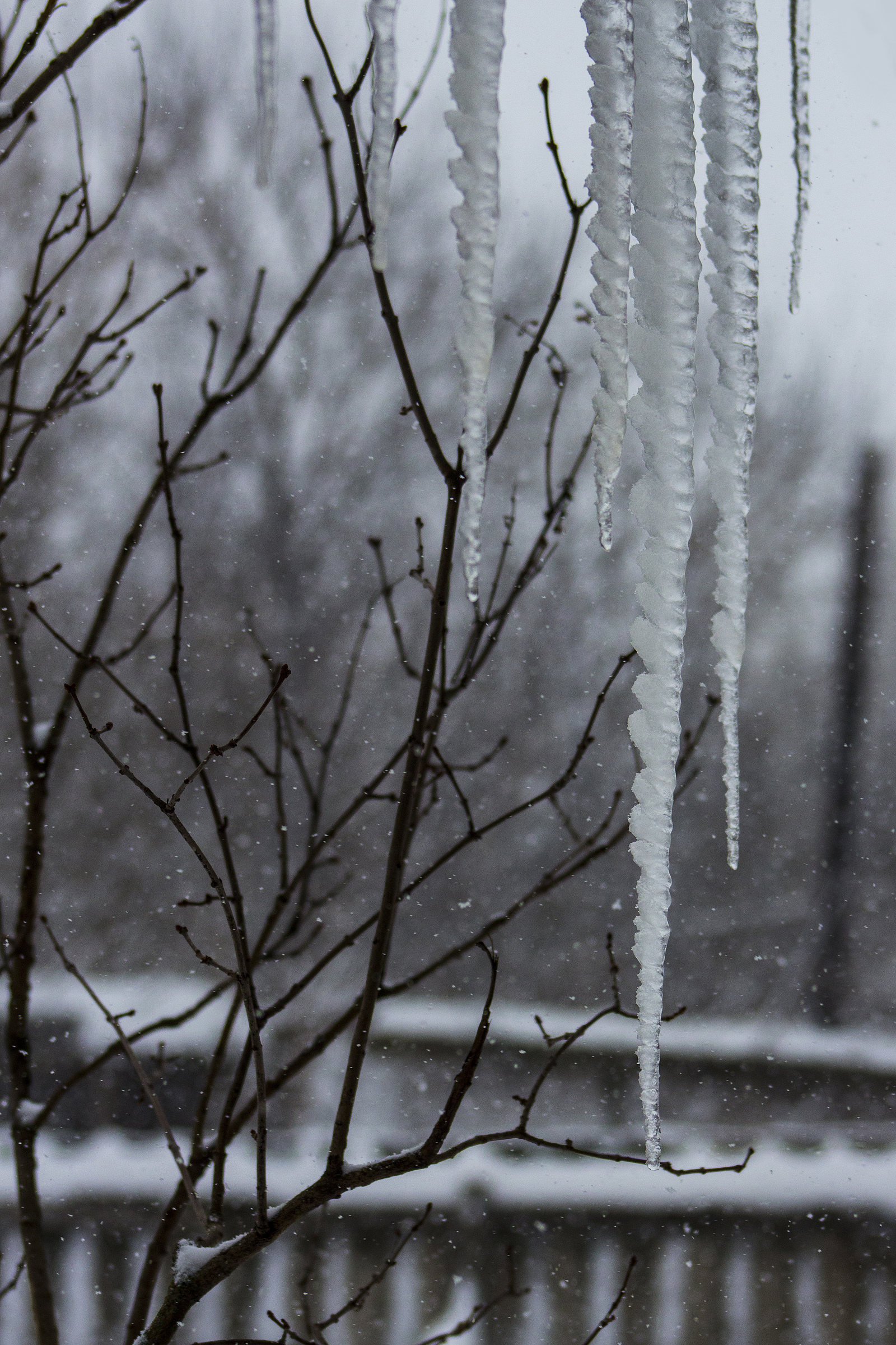 Winter - My, Winter, Dog, Birds, Icicles, Canon, Beginning photographer, Longpost, The photo