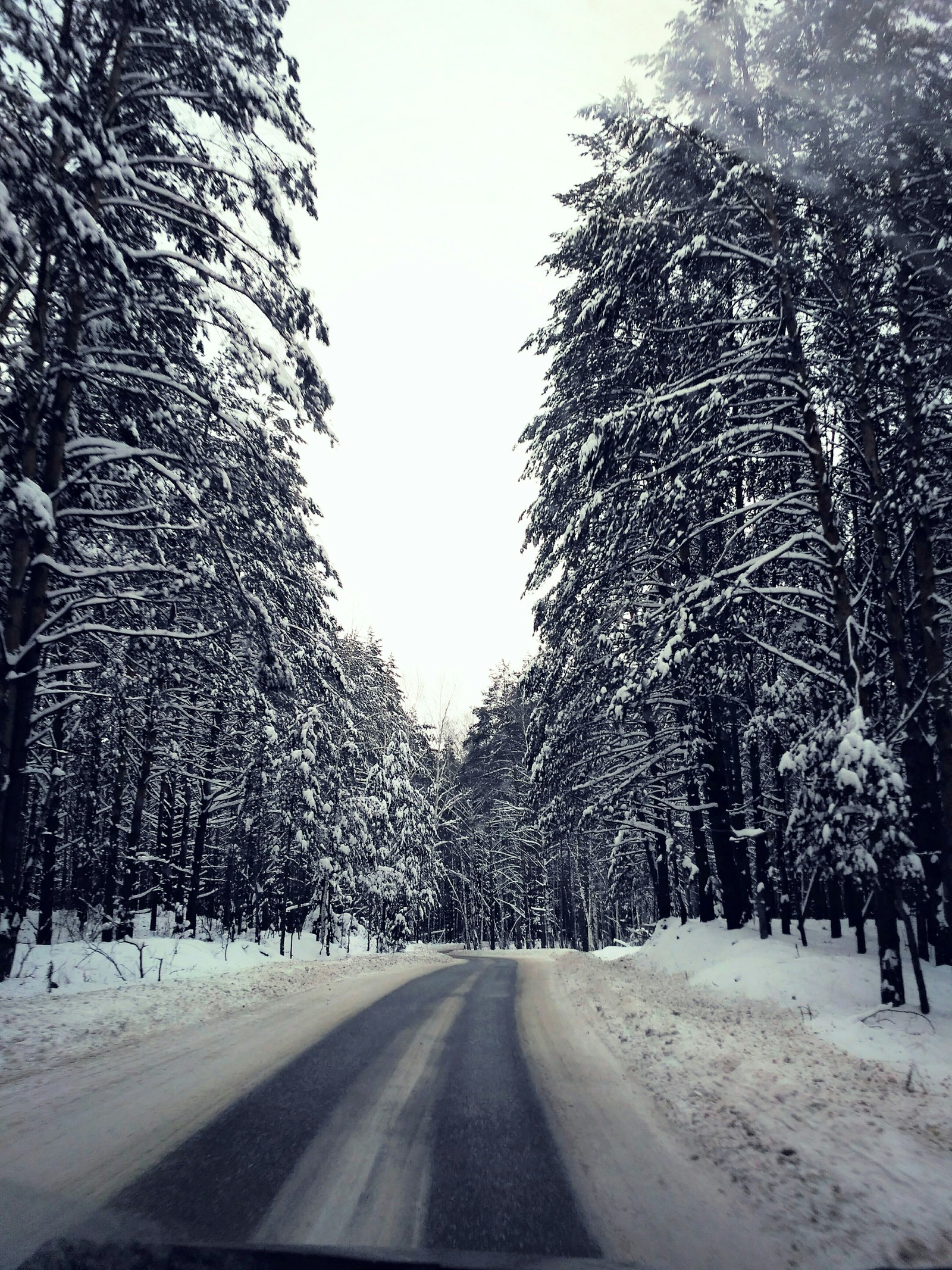 snow fairy tale - My, Winter, Snow, Pinery, Forest, Road, Story, Longpost