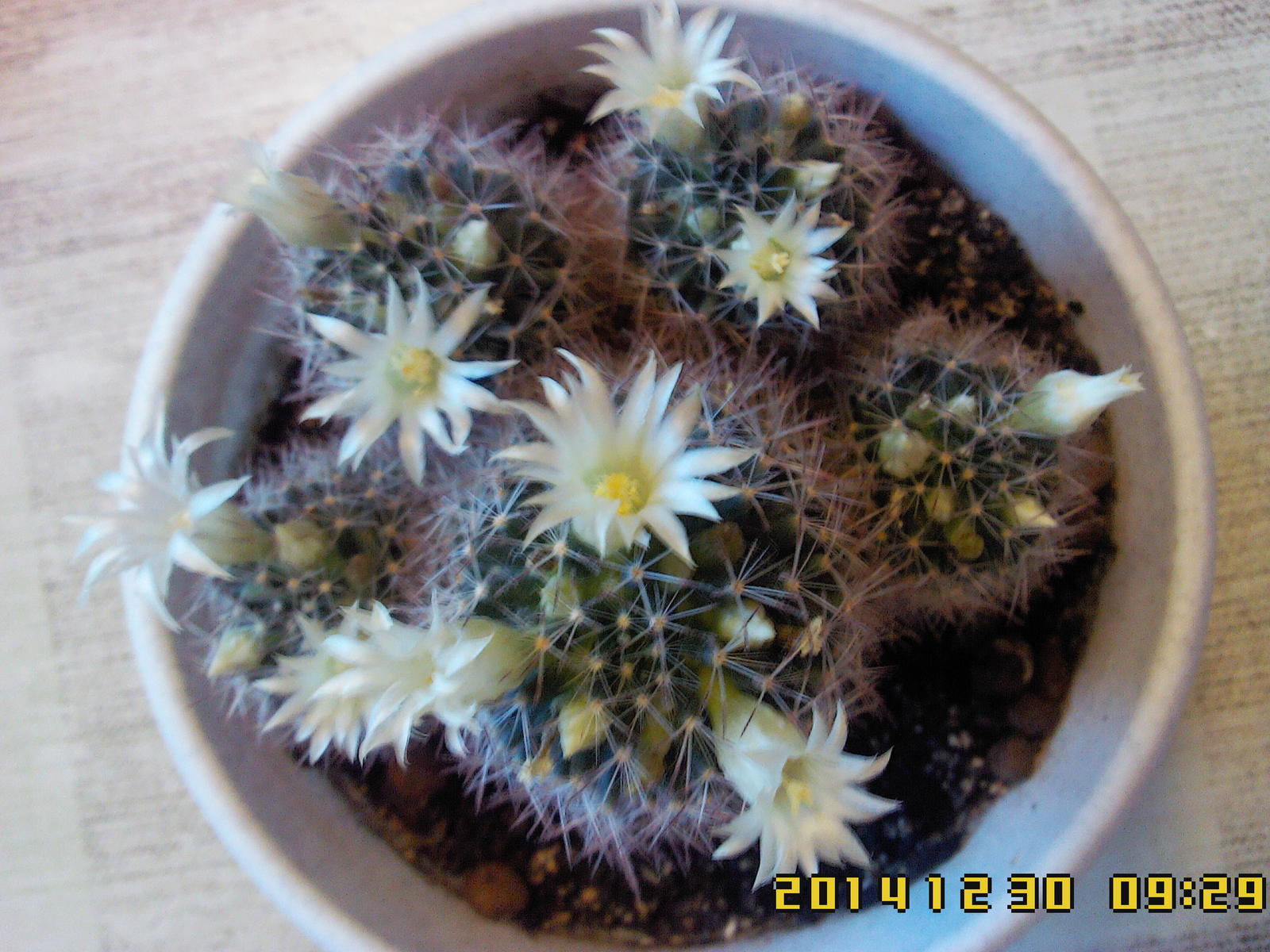 Cactus bloomed - My, Blooming cacti, New Year, My, , Cactus