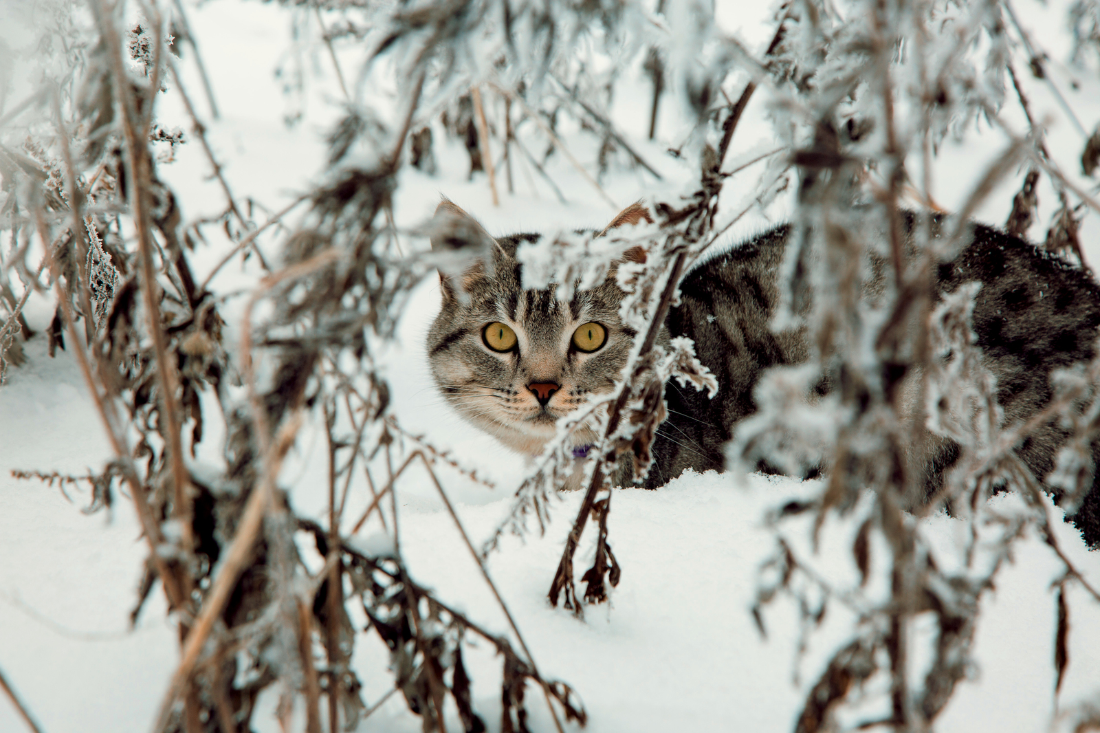 Выпустили кота на природу - Моё, Кот, Кот в снегу