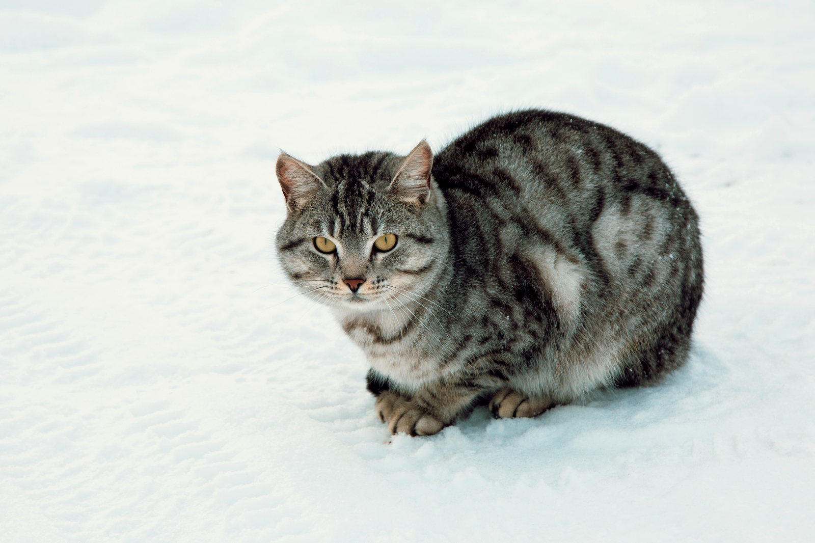 Выпустили кота на природу - Моё, Кот, Кот в снегу