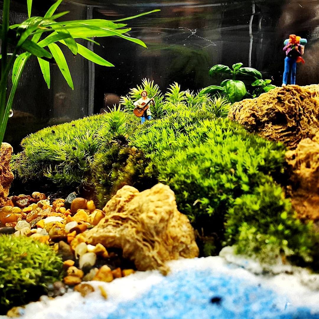 Sometimes one detail is enough - Aquarium, Aquascape, Longpost