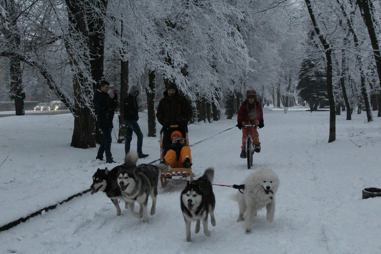 Winter has come to our city. - My, Samoyed, Dog, Sled, Longpost