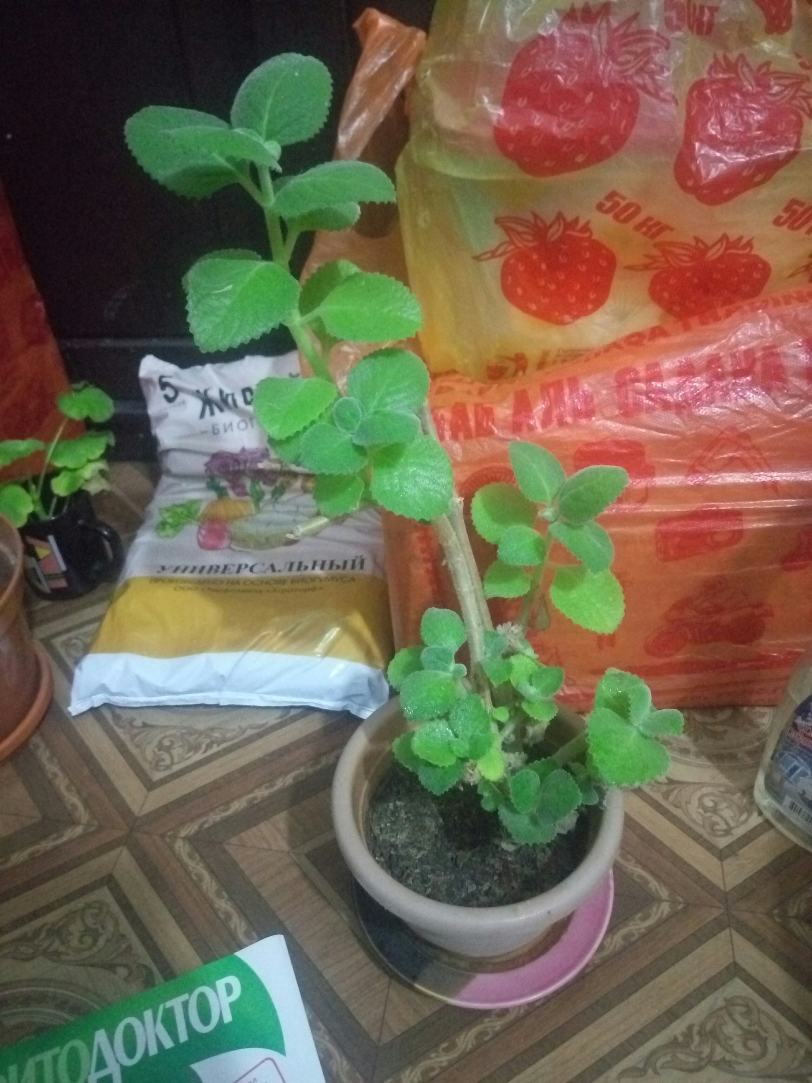 What is this plant? - My, Houseplants, Help me find, Longpost