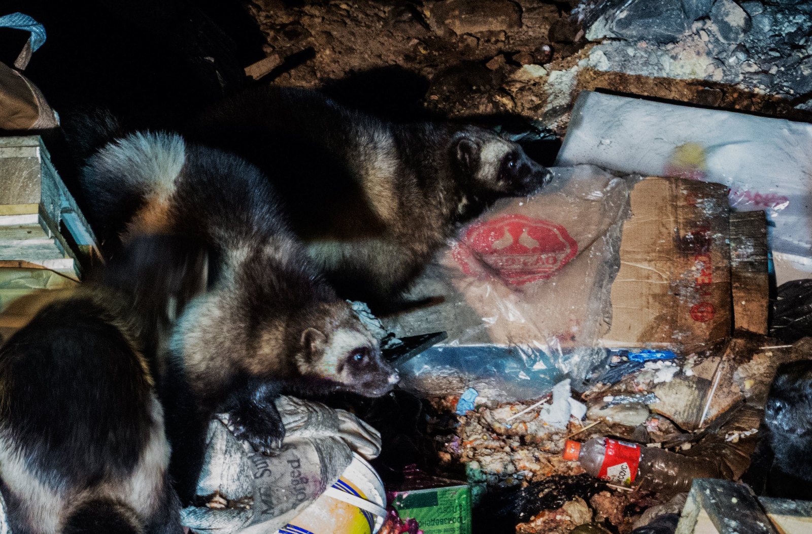 Wolverines nearby - My, Wild animals, Wolverines, Chukotka, Dog, Longpost