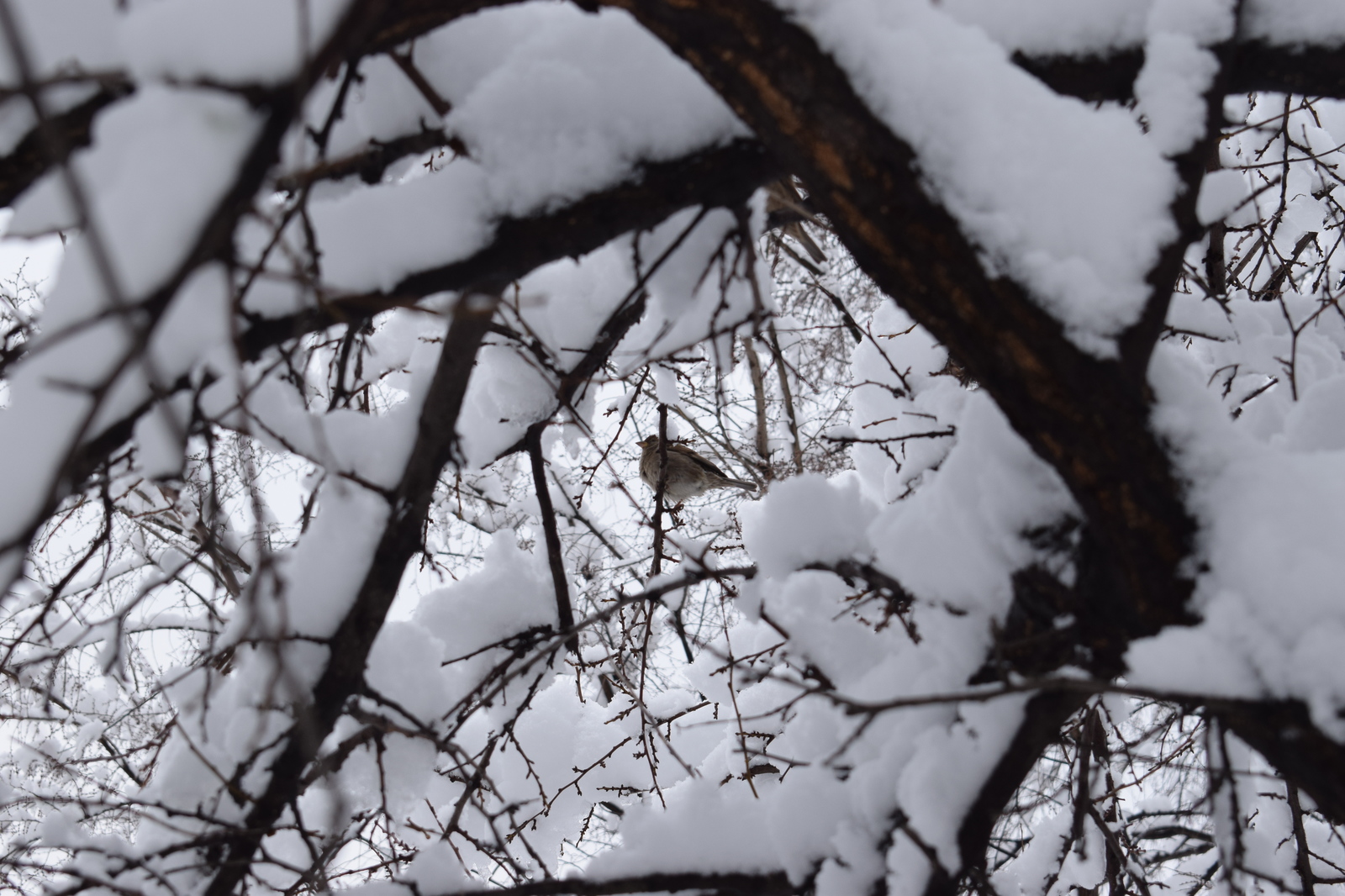 Got it! :) - My, Winter, The photo, Sparrow, Beginning photographer