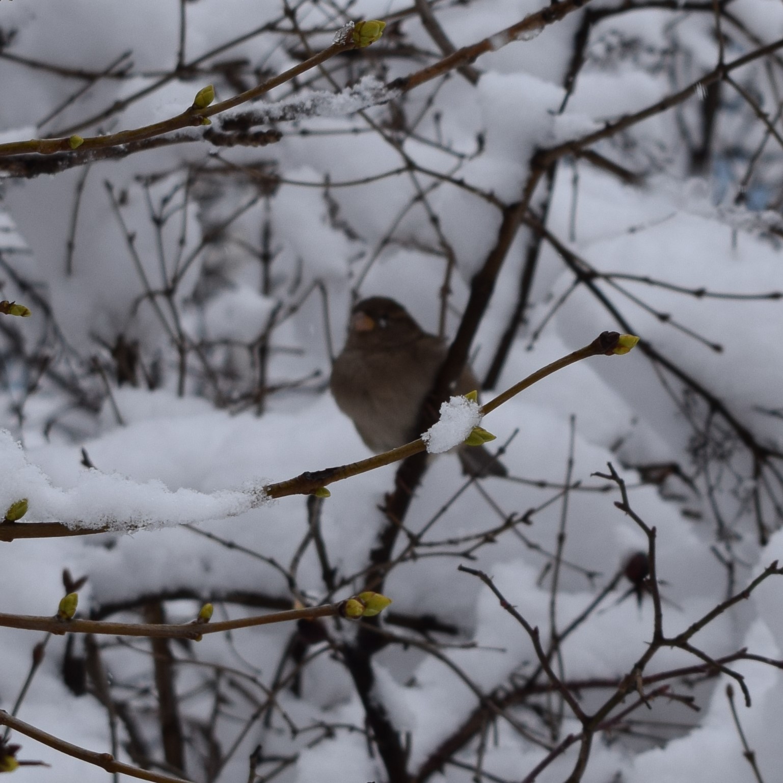 Got it! :) - My, Winter, The photo, Sparrow, Beginning photographer