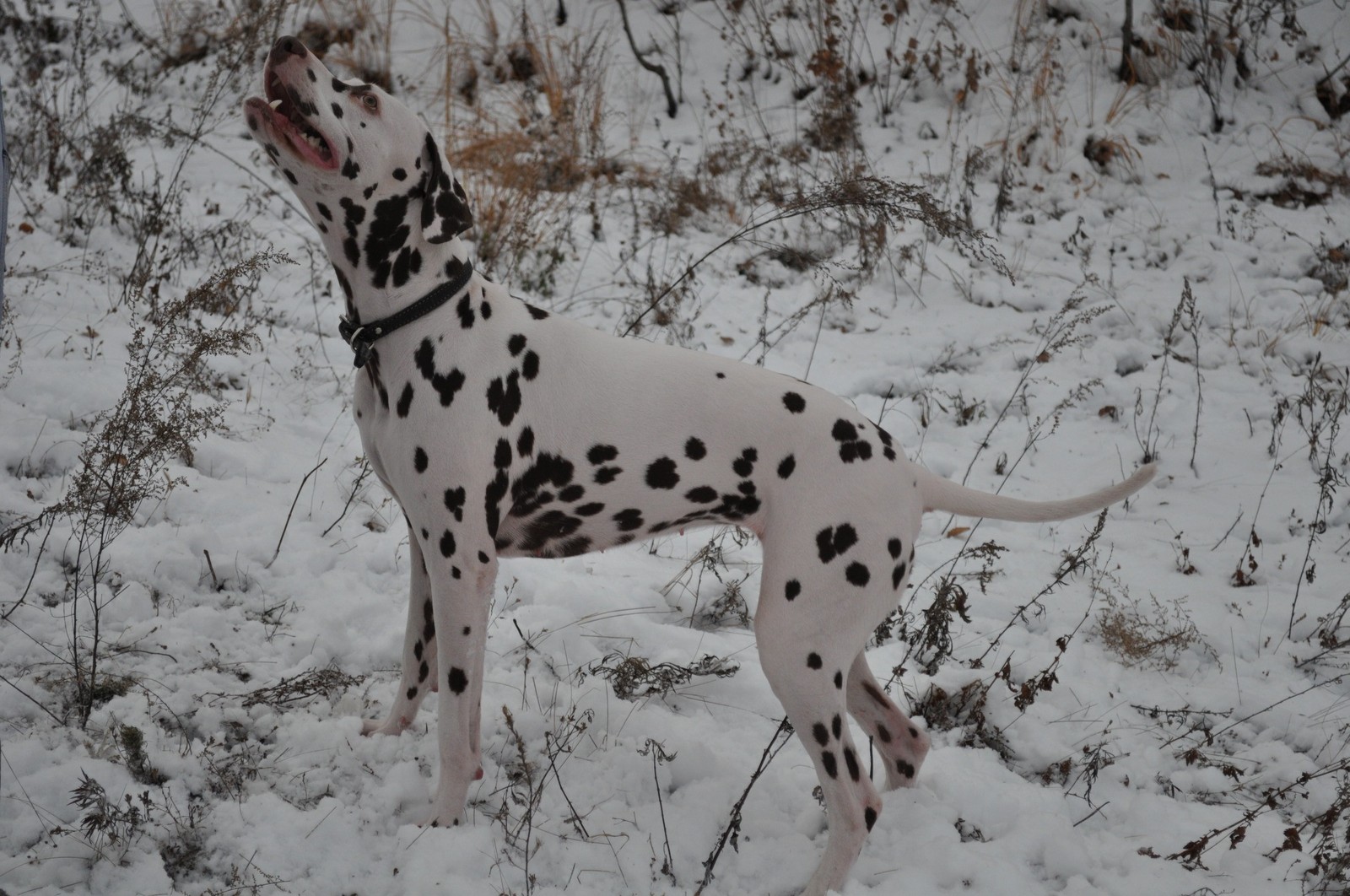 old photo session - My, Dog, Dalmatian, Winter, Longpost