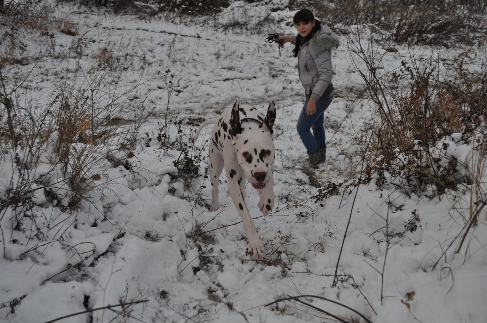 old photo session - My, Dog, Dalmatian, Winter, Longpost