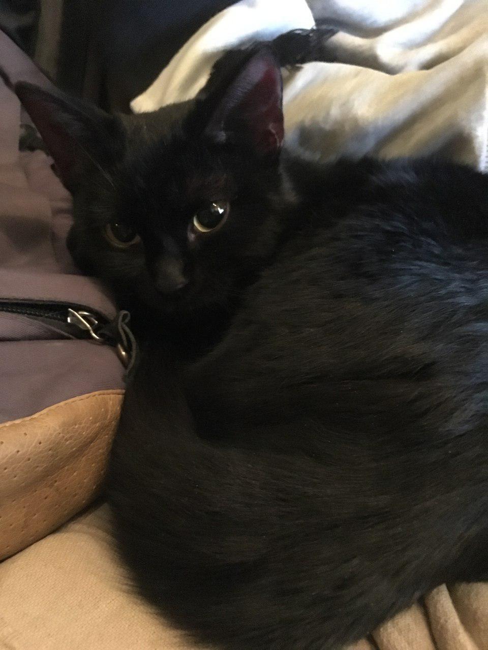 Center black cat found! - My, cat, I will give the cat for free, , Lost cat, Found a cat