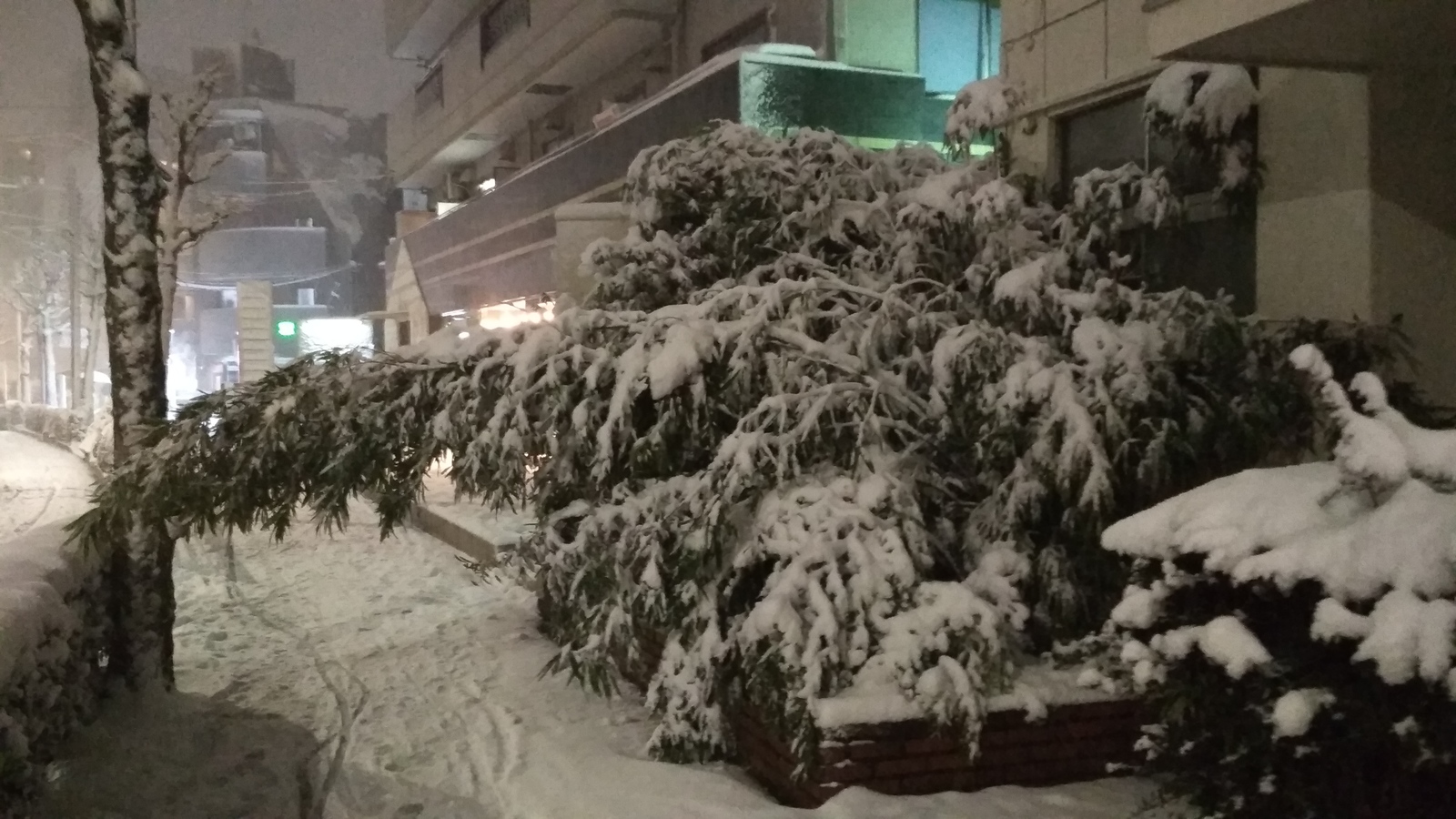 The first snow in Tokyo and the reaction of the townspeople - Japan, Tokyo, Snow, Apocalypse, Longpost