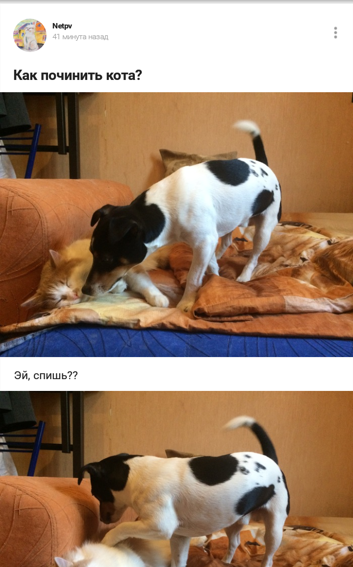 Got it?)) - Dog, cat, Longpost