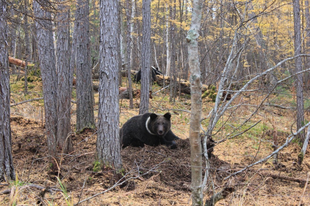 Sakhalin. Magic nature. - My, wildlife, My, Sakhalin, Longpost